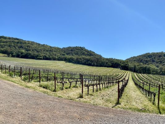 Chappellet Winery by null