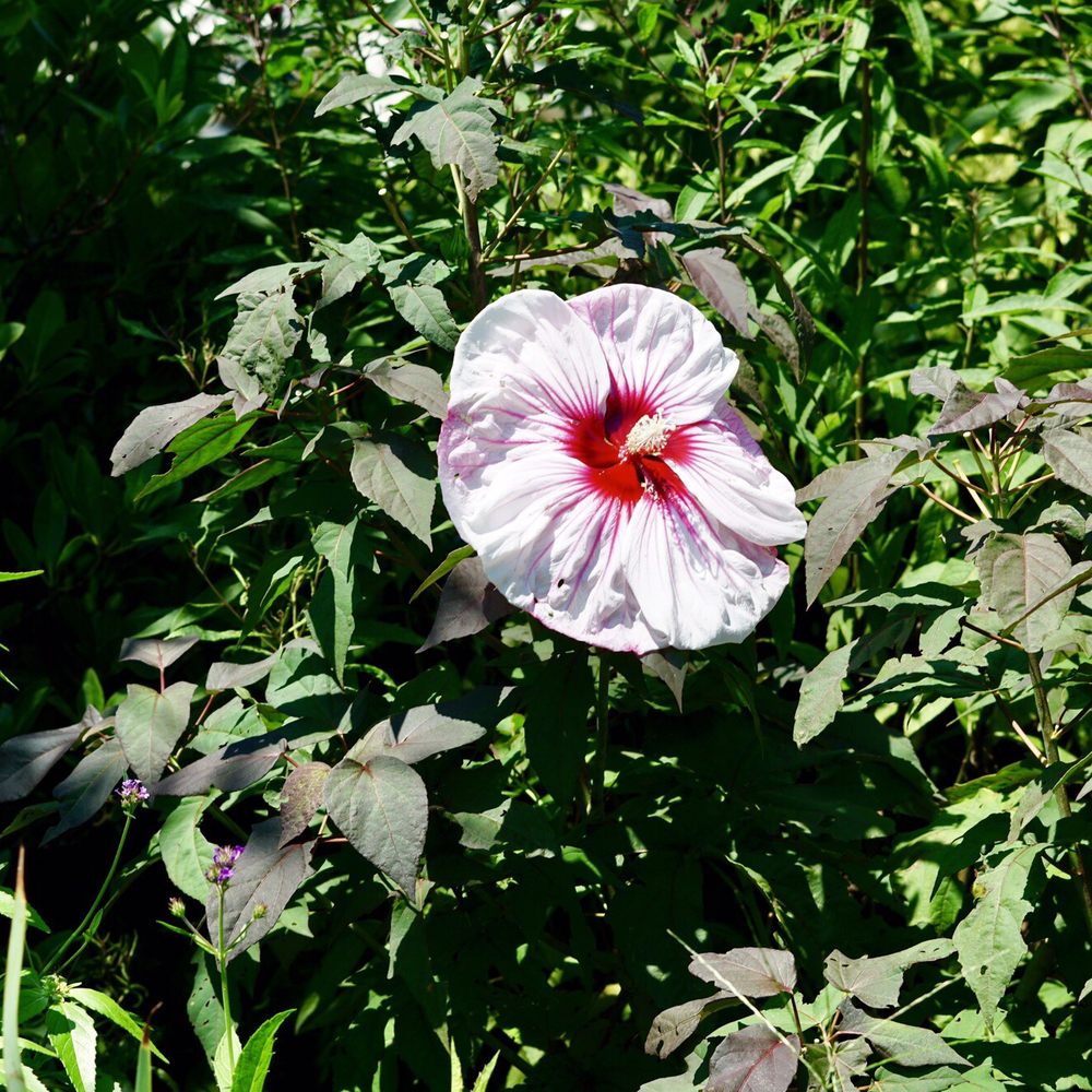Tulsa Botanic Garden - Botanical Gardens Near Me - Tulsa, Oklahoma