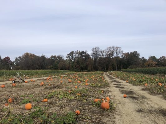 Springdale Farm Market by null