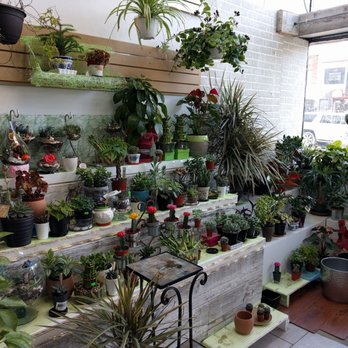 Hanna's Hut - a variety of potted plants - Delicatessen Near Me - Montreal, Quebec Hanna's Hut - a variety of potted plants - Delicatessen Near Me - Montreal, Quebec