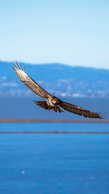 Coyote Hills Regional Park by null
