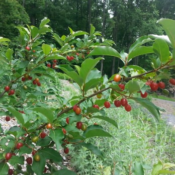 Deeply Rooted Design - Goumi shrub with lots of delectable fruits within an edible landscape - Landscaping Near Me - Thurmont, Maryland