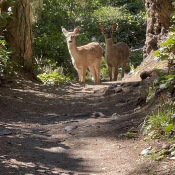 Deception Pass State Park - Deer  on the North side - Community Service/Non-Profit Near Me - Oak Harbor, Washington