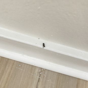 HighPoint Real Estate - More dead bugs - Property Management Near Me - Beverly Hills, California HighPoint Real Estate - More dead bugs - Property Management Near Me - Beverly Hills, California