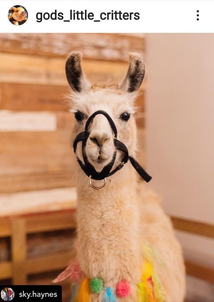 God's Little Critters Pony Parties and Petting Zoo - equestrian in Ennis, TX