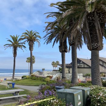 Seagrove Park - Beautiful Palm Trees here at the Park - Parks Near Me - Del Mar, California