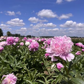Adelman Peony Gardens - Nurseries & Gardening Near Me - Salem, Oregon