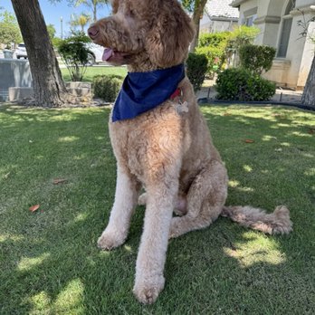 Going Mutts Pet Grooming - My labradoodle Charlie after grooming - Pet Groomers Near Me - Bakersfield, California