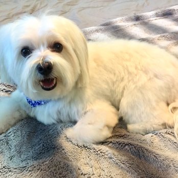 Julie's Mobile Pet Spa - Pet Groomers Near Me