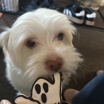Three Dog Bakery Encino - ghost cookie - Pet Stores Near Me - Los Angeles, California Three Dog Bakery Encino - ghost cookie - Pet Stores Near Me - Los Angeles, California