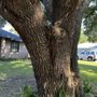 Photo of Tree Work By Mitch Drake & Sons