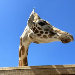 Emerald Coast Zoo - Spending the day with my friends.