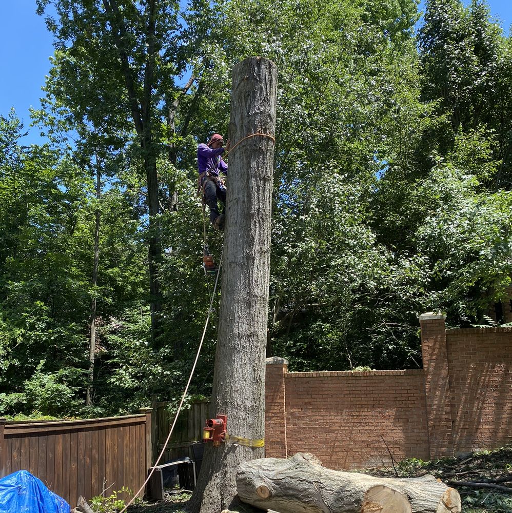 DNOAKES TREE & OUTDOOR SERVICES 17 Photos Tree Services Richmond