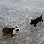 Photo of Woofs Upon A Walk