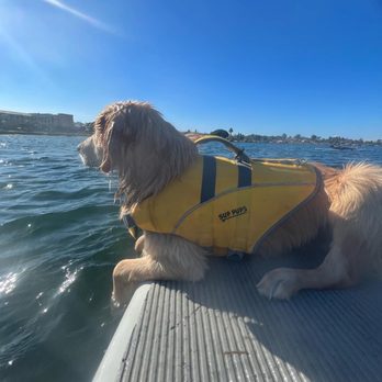 SUP Pups - Paddleboarding Near Me - San Diego, California