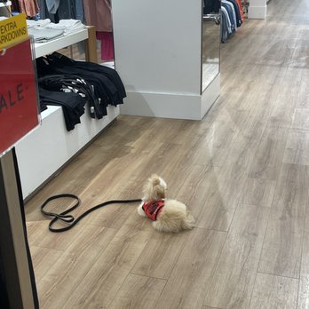 Lead By Example Dog Training - Practicing commands in the mall - Pet Training Near Me Lead By Example Dog Training - Practicing commands in the mall - Pet Training Near Me