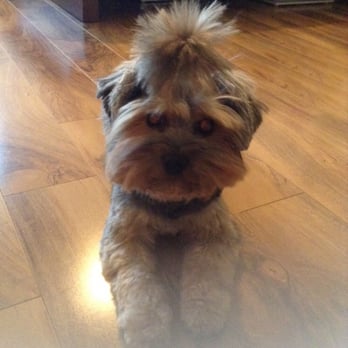 Puppy Chappy - Gigi's new haircut! - Pet Stores Near Me - North York, Ontario Puppy Chappy - Gigi's new haircut! - Pet Stores Near Me - North York, Ontario