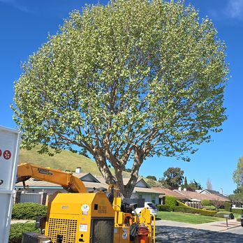 The Tree Brothers - Sycamore crown clean and canopy raised - Tree Services Near Me - Salinas, California The Tree Brothers - Sycamore crown clean and canopy raised - Tree Services Near Me - Salinas, California