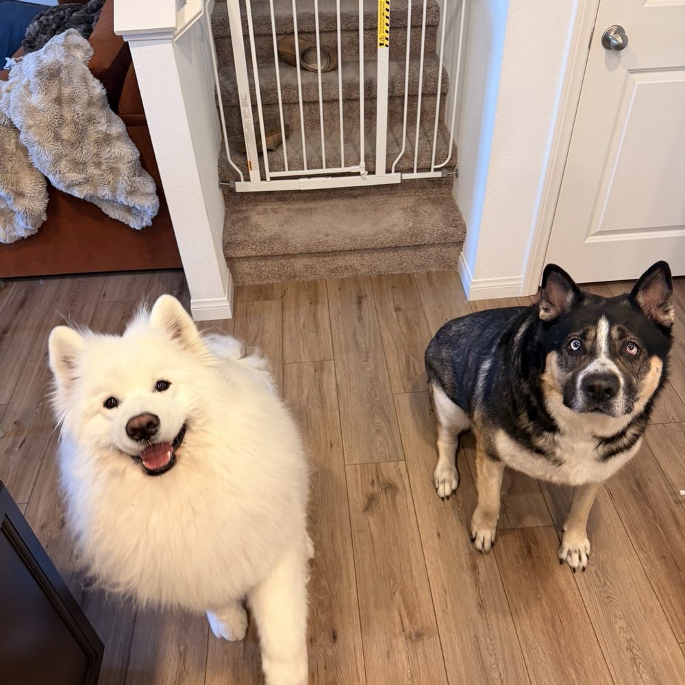 Royalty Pet Spa - Pet Groomers Near Me - Las Vegas, Nevada Royalty Pet Spa - Pet Groomers Near Me - Las Vegas, Nevada
