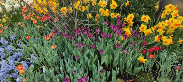 Palmengarten Frankfurt by null