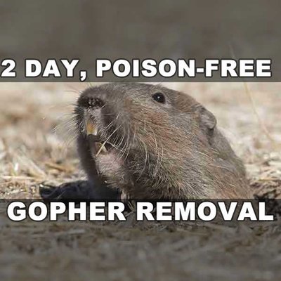 Gopher Stop on Yelp