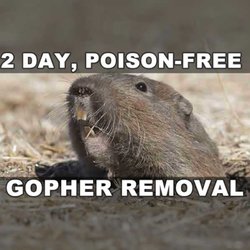 Gopher Stop