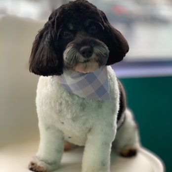 Pampered Paws N' Play - Quinn the Cockapoo - groomed by Danielle - Pet Training Near Me - Buffalo, New York Pampered Paws N' Play - Quinn the Cockapoo - groomed by Danielle - Pet Training Near Me - Buffalo, New York