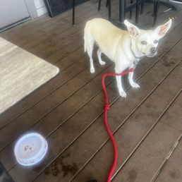 Dog patio