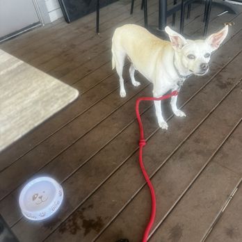 Cool Hand Luke's Steakhouse - Dog patio - American Near Me - Paso Robles, California Cool Hand Luke's Steakhouse - Dog patio - American Near Me - Paso Robles, California