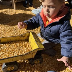 Skinny Bones Pumpkin Patch - Corn pit
