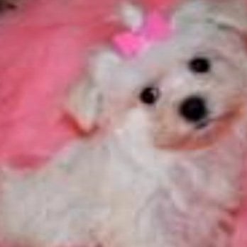 La Bone Pet Spa - Eva when we first brought her home from La Bone - Pet Stores Near Me - Cooper City, Florida