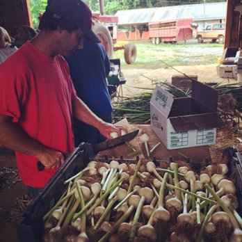 Riverview Farms - Garlic harvest at Riverview Farms - CSA Near Me - Ranger, Georgia