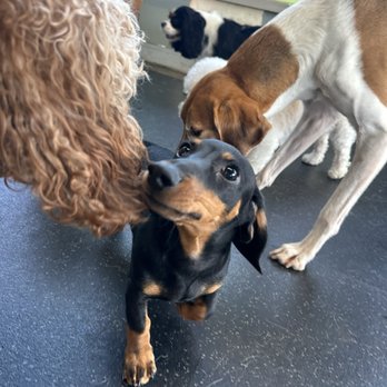 PSS Pet Hotel - Upland - His big friends. - Pet Boarding Near Me - Upland, California PSS Pet Hotel - Upland - His big friends. - Pet Boarding Near Me - Upland, California