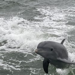 Captain Fins Sightseeing and Boat Tours