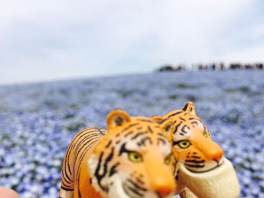 Hitachi Seaside Park by null
