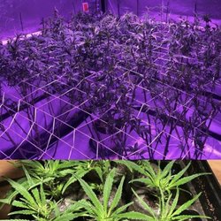 Bostons Caregivers - Grow Room