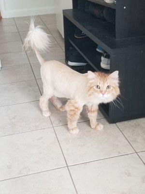 Dog grooming - dogs we have groomed