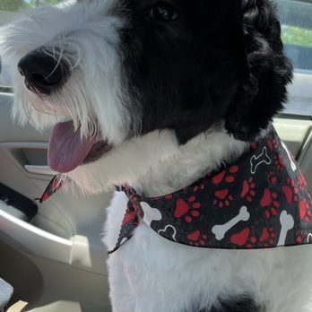 BlackPaw - Sweet Duke - Pet Groomers Near Me - Louisville, Colorado BlackPaw - Sweet Duke - Pet Groomers Near Me - Louisville, Colorado