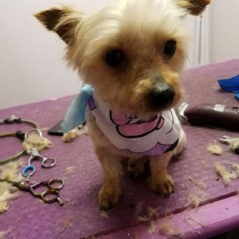 Pawsitive vibes pet grooming - Pet Groomers Near Me - Nice, California