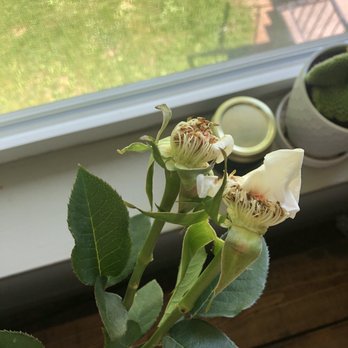Simply Unique Florist - Two of of a dozen roses were dead. - Florists Near Me - Knoxville, Tennessee