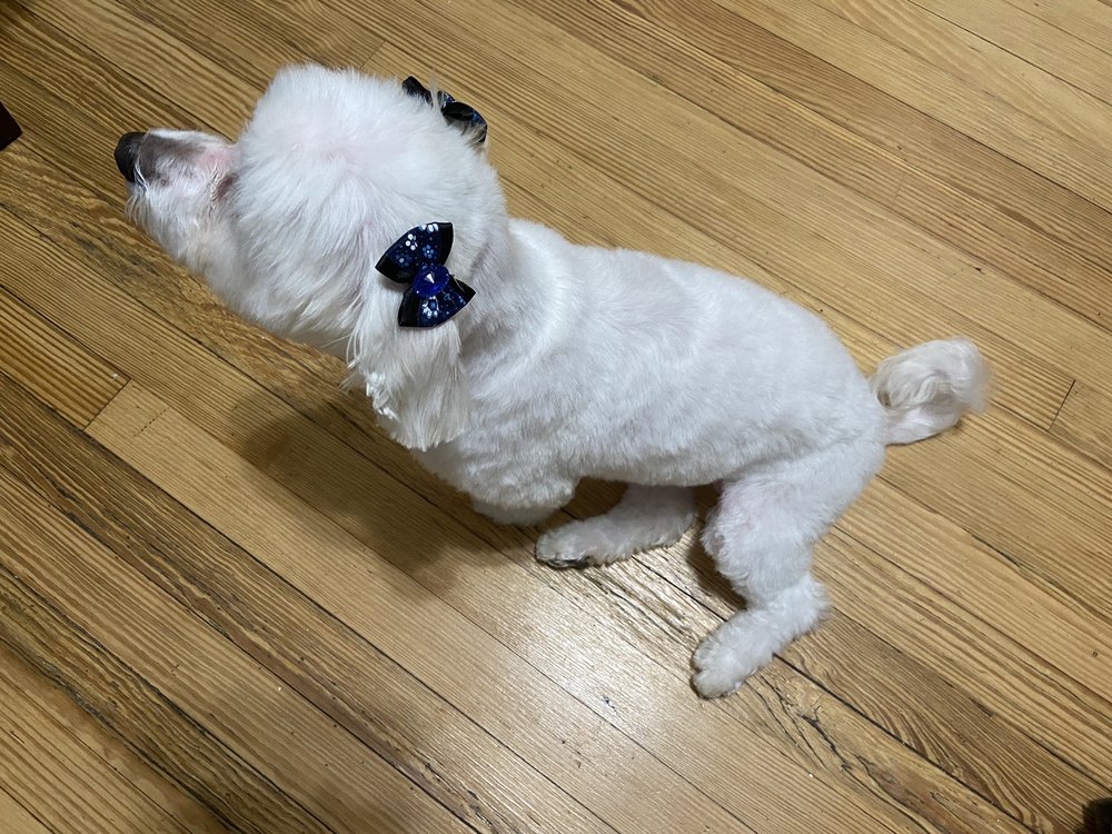 THE DOG HOUSE PET SALON Updated August 2024 21 Photos 866 Kearny