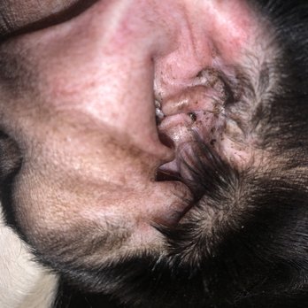 Scenthound - filthy ear. - Pet Groomers Near Me - Wellington, Florida Scenthound - filthy ear. - Pet Groomers Near Me - Wellington, Florida