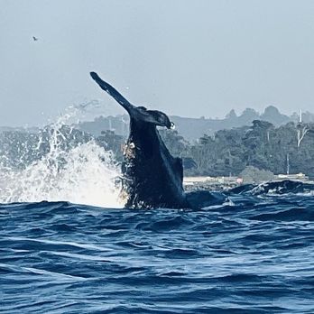 Fast Raft Ocean Safaris - Whale Watching Tours Near Me - Monterey, California
