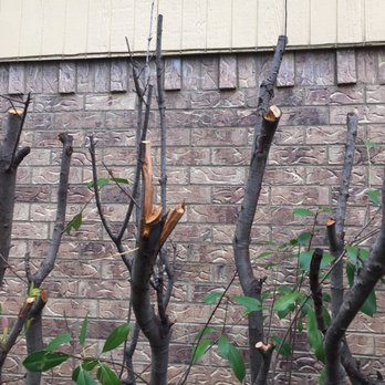 A1 Eagle Eye Pro Contractor - How they "trimmed" my trees - Painters Near Me - Carrollton, Texas A1 Eagle Eye Pro Contractor - How they "trimmed" my trees - Painters Near Me - Carrollton, Texas