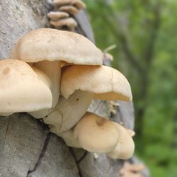 Matanuska River Park - Interesting fungi