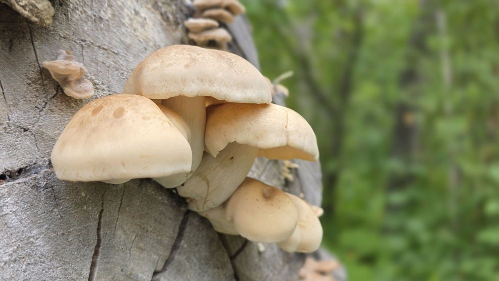 Matanuska River Park Logo