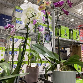 Lowe's Home Improvement - Live orchids - Hardware Stores Near Me - Oakland Park, Florida Lowe's Home Improvement - Live orchids - Hardware Stores Near Me - Oakland Park, Florida