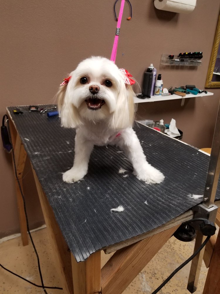 DIXIE PET GROOMING Updated September 2024 55 Photos & 12 Reviews