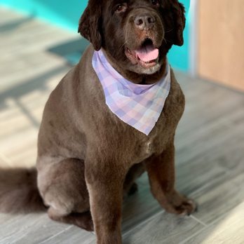 Pampered Paws N' Play - Gracie the Newfoundland - groom by Danielle - Pet Training Near Me - Buffalo, New York Pampered Paws N' Play - Gracie the Newfoundland - groom by Danielle - Pet Training Near Me - Buffalo, New York
