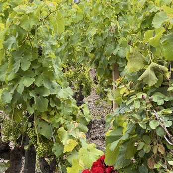 Château Pape Clément - Vines - Wineries Near Me - Pessac, 33